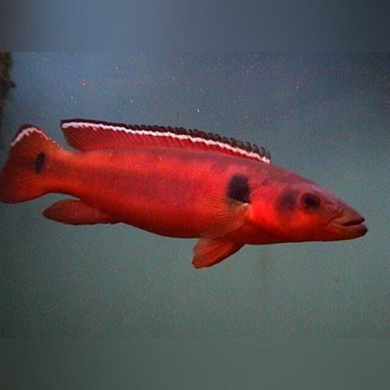 Red Atabapo Pike Cichlid Female